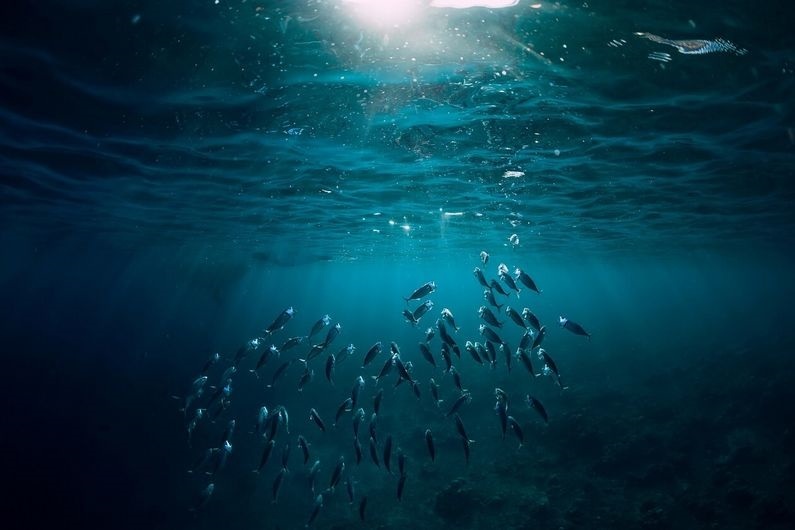 El fondo del océano profundo produce su propio oxígeno